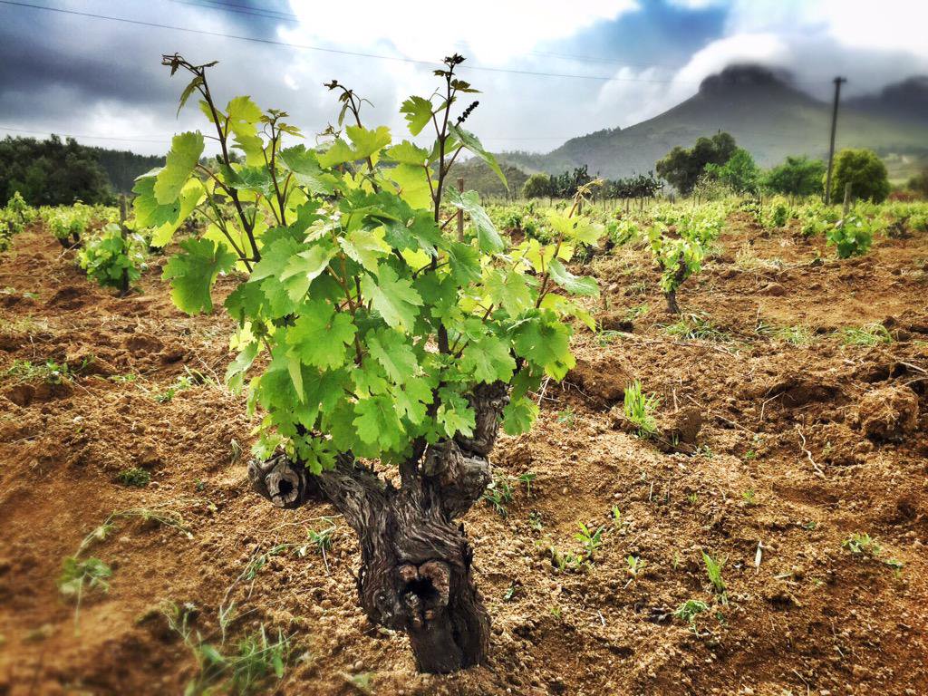 MIichael Fridjhon: How to save Sa’s old vines