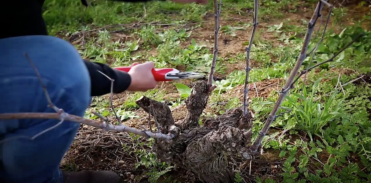 Pruning Bush Vines