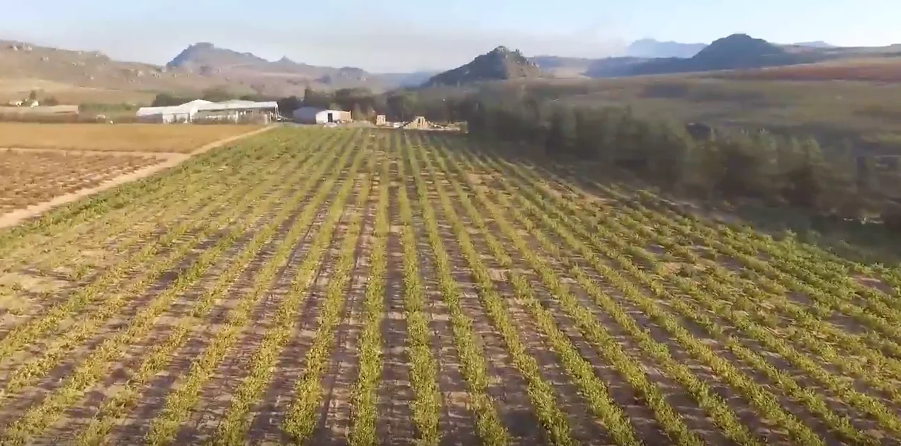 Piekenierskloof Old Vines