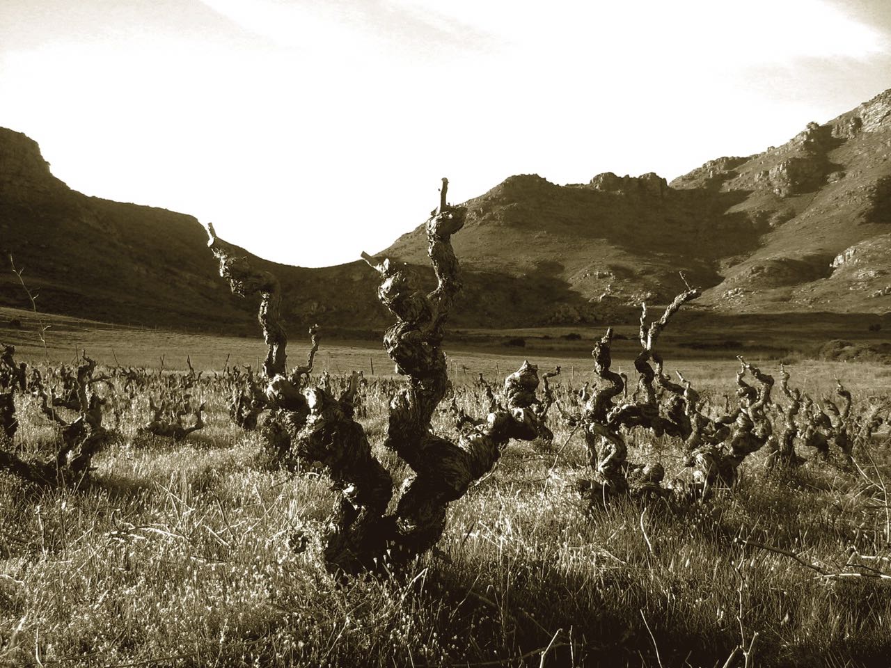 Project to safeguard Old Vines in South Africa bursts onto the scene