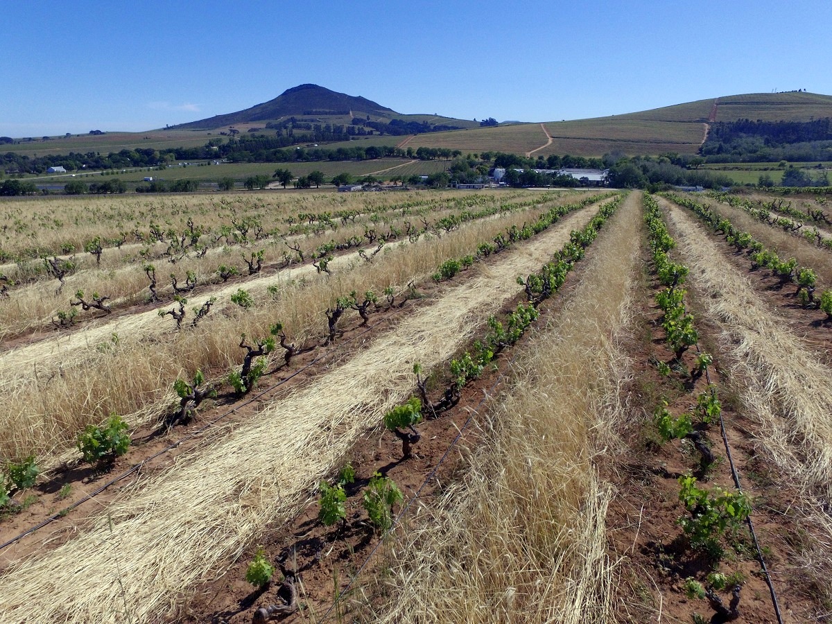  2017 International Pinotage Day celebrated with Old Vine Heritage vines