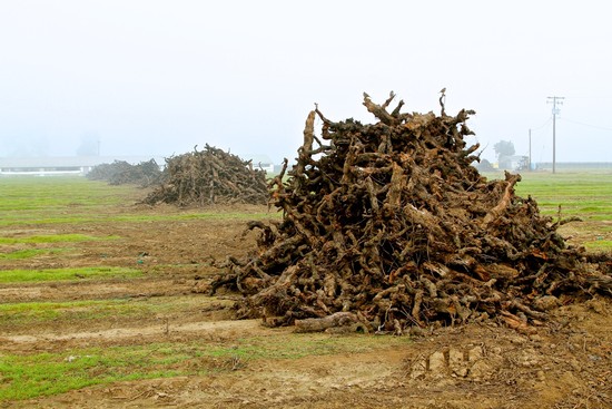 Last Rites for Lodi’s old vine growths