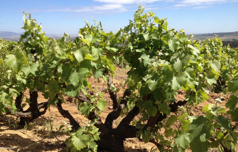Scottish Field: South Africa’s old vines: In the ground and in the glass