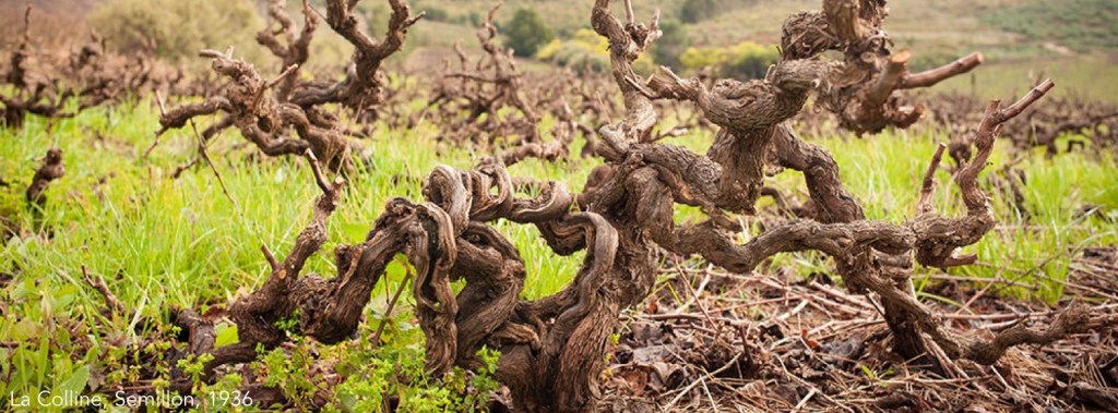 TopWineSA: Oldest vines on record in South Africa make for fascinating drinking