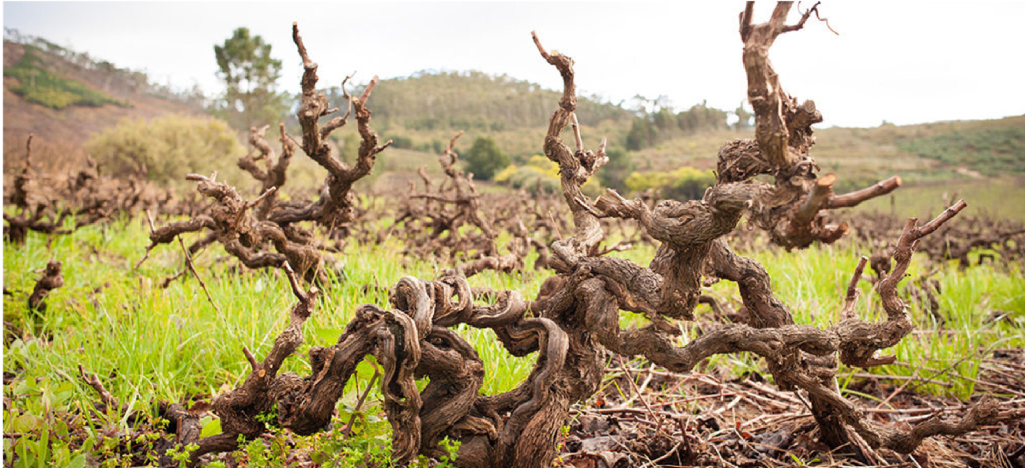OLD VINES GIVE SA A SHOT TO MAKE IT INTO THE NEW WORLD ICON’S LEAGUE | MICHAEL FRIDJHON