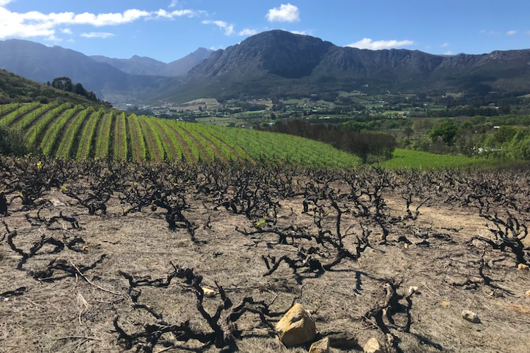 Old Vines in the New World | GuildSomm | Kelli White