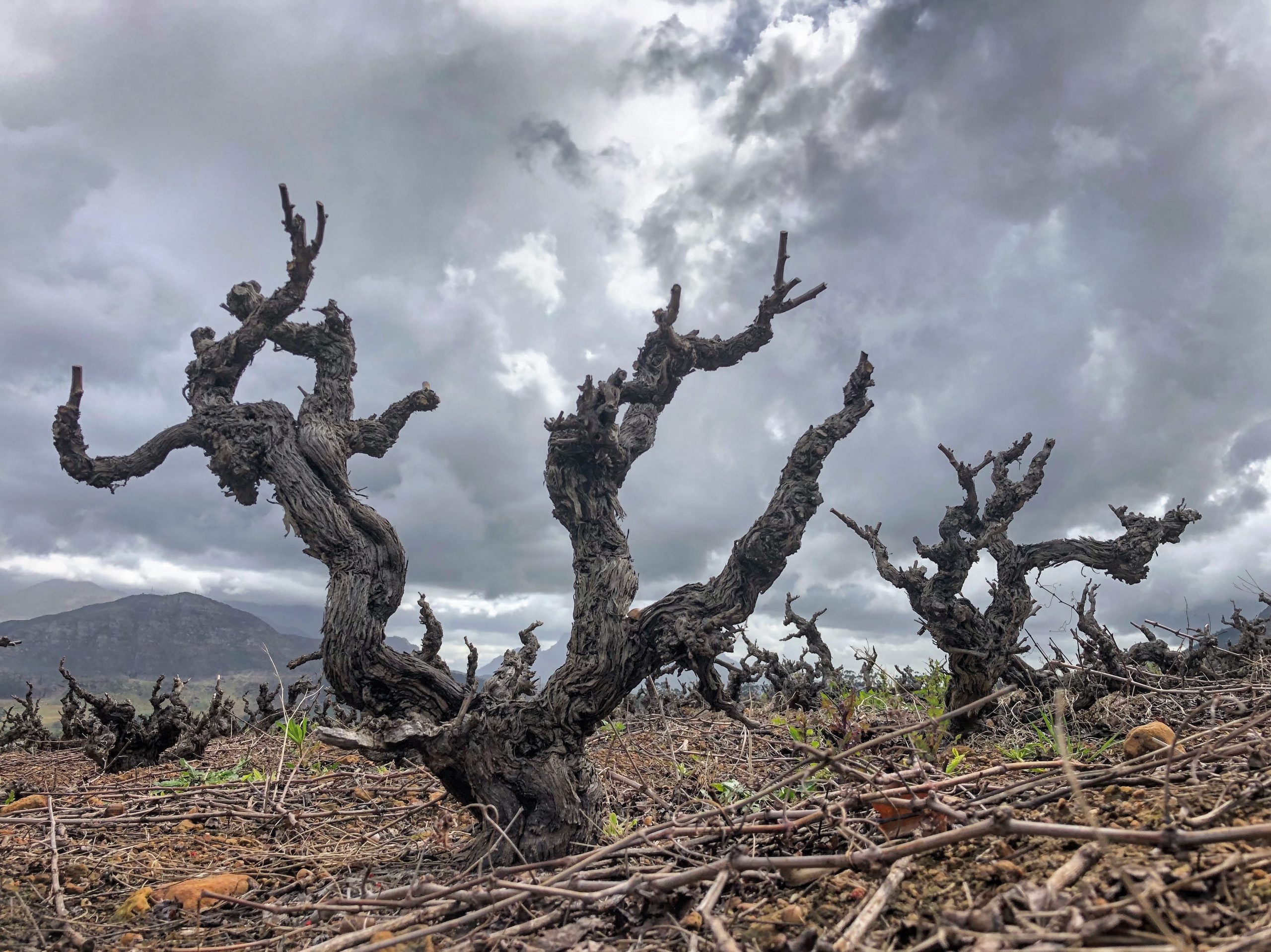 ANDRÉ MORGENTHAL AND HOW THE OLD VINE PROJECT IS SAVING SOUTH AFRICA’S HERITAGE VINES | GRAPE COLLECTIVE |  CHRISTOPHER BARNES