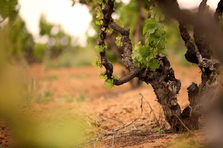 THE INNOVATIVE OLD VINE PROJECT AIMS TO PRESERVE AND CELEBRATE SA’S OLDEST VINES | WANTED ONLINE | RICHARD HOLMES