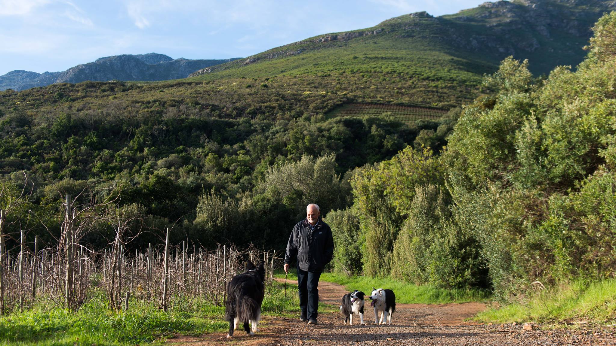 OLD VINE CHENIN BLANC 2016, IAN NAUDÉ | A REVIEW BY DAVY STRANGE