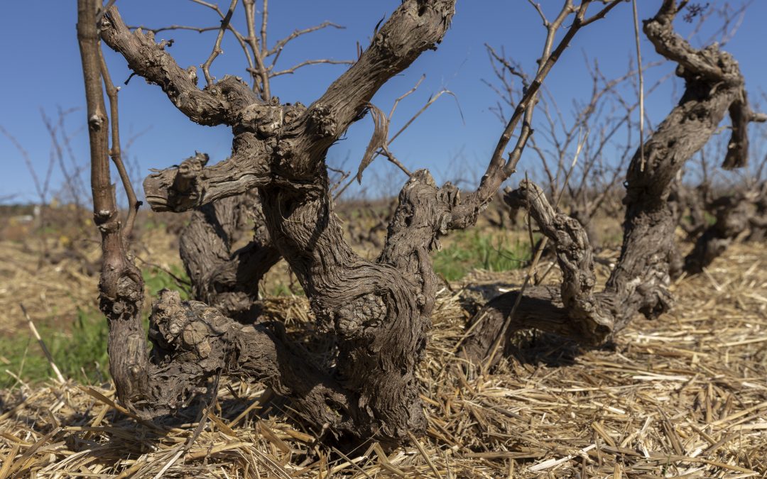 Chenin eintlik behoorlik gevier