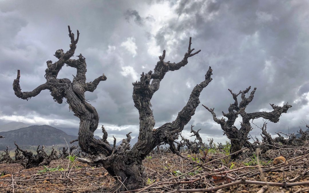 The Old Vines Project, A South African Perspective