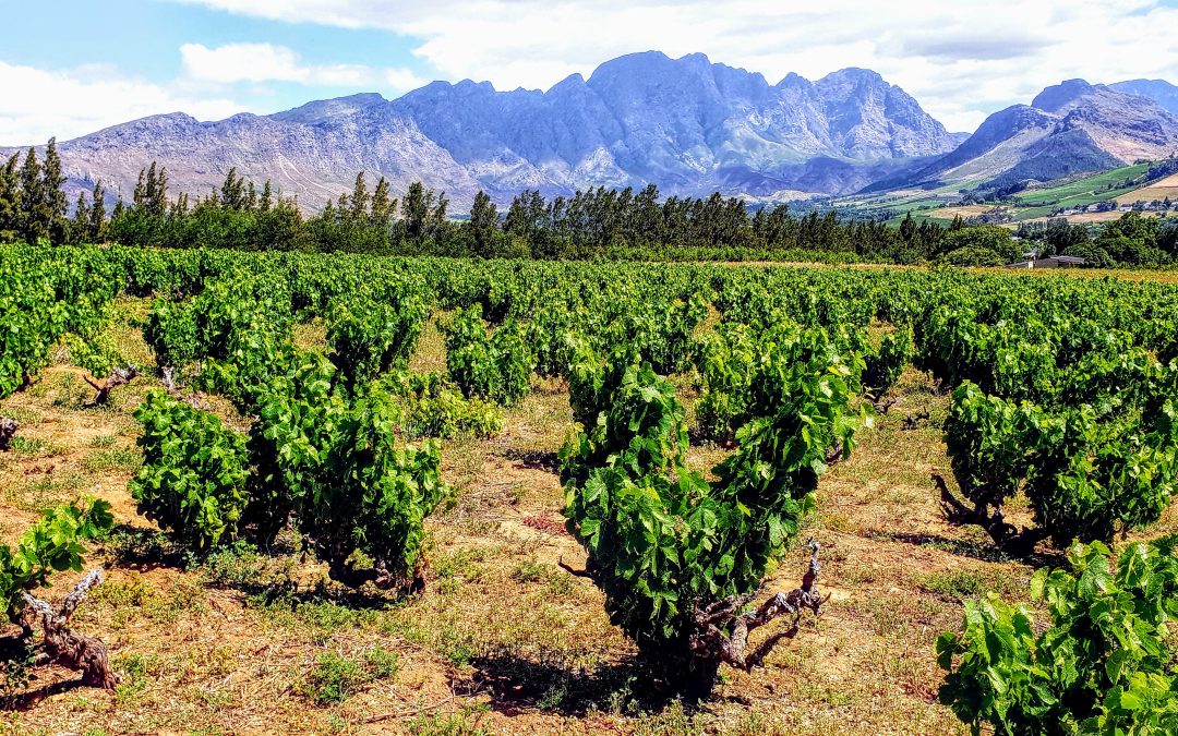 Stellenbosch Visio: The Old Vine Project