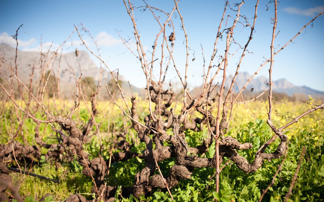 SA’s vineyards need climate-proofing