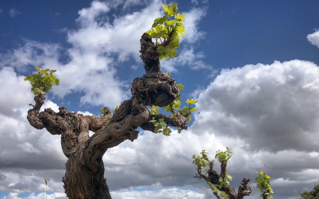 How old vines are a key part of Stellenbosch’s future