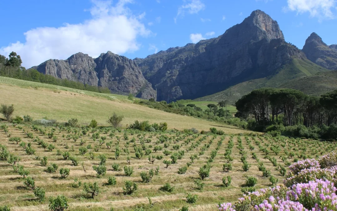 Explore the wonderful variety of chenin blanc