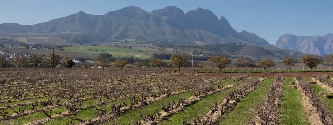 Old vines dig deep in the heatwave