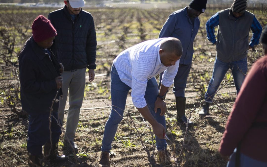 Old Vine Project launches education programme to ‘keep vineyards in the ground’