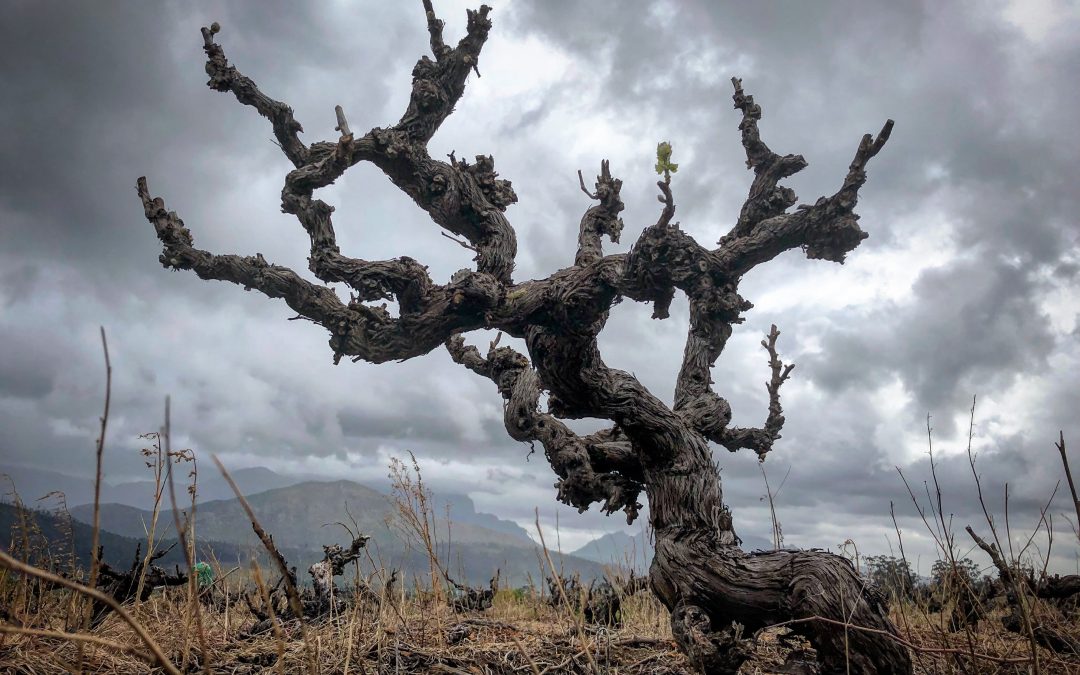 The Elegance of Age: Tasting South Africa’s Oldest Vines