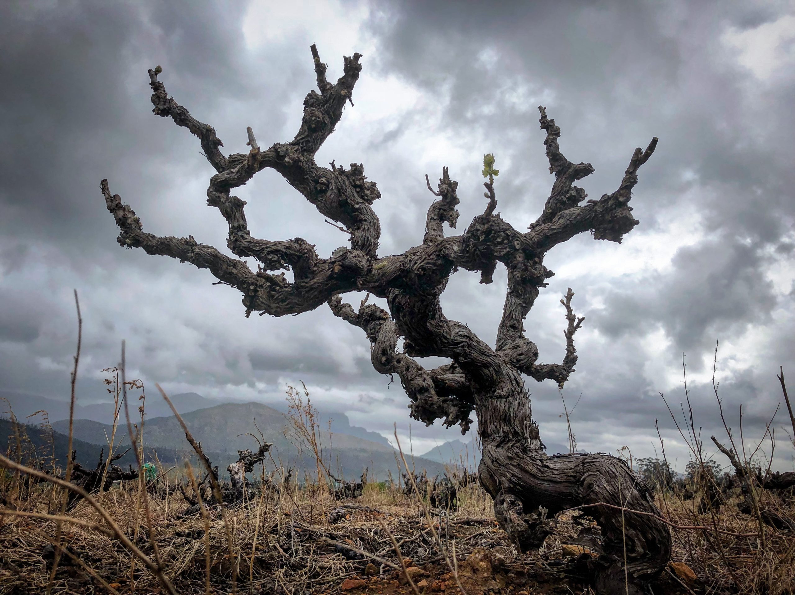 The Elegance of Age: Tasting South Africa’s Oldest Vines - Old Vine Project